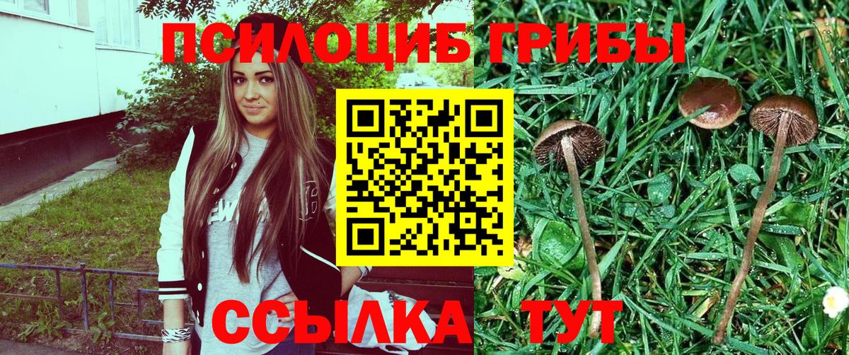 Галлюциногенные грибы Cubensis  Псилоцибиновые грибы Psilocybe  Чернушка  Вход с VPN 